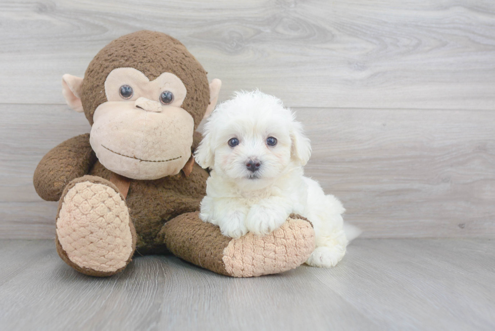 Sweet Maltipoo Baby