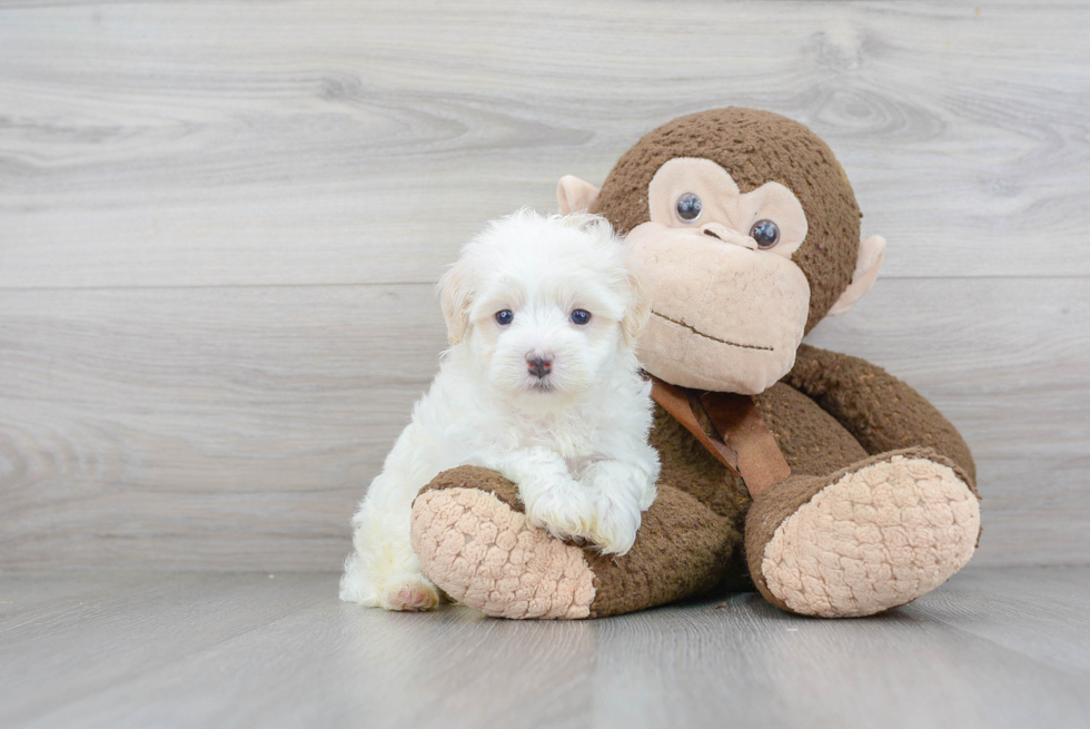 Best Maltipoo Baby