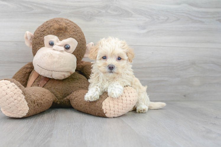 Sweet Maltipoo Baby