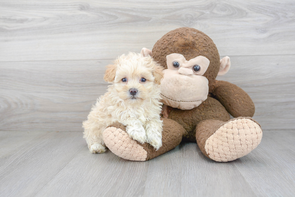 Sweet Maltipoo Baby