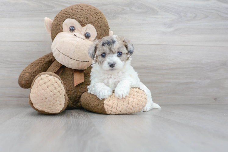 Playful Maltese Poodle Poodle Mix Puppy