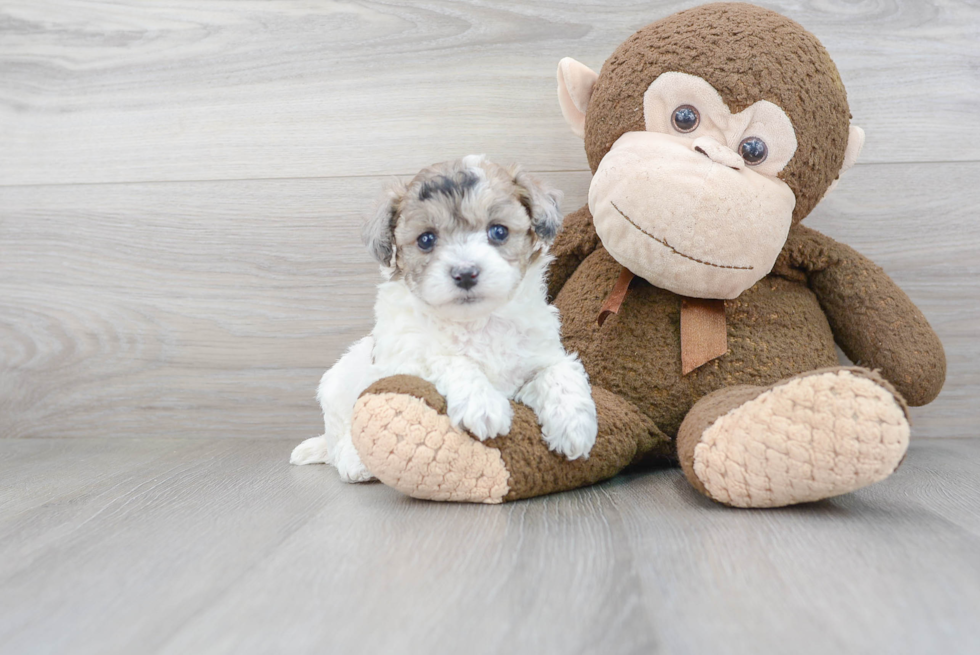 Happy Maltipoo Baby