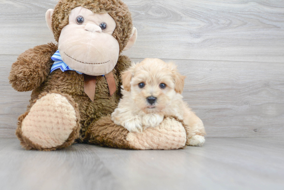 Maltipoo Puppy for Adoption