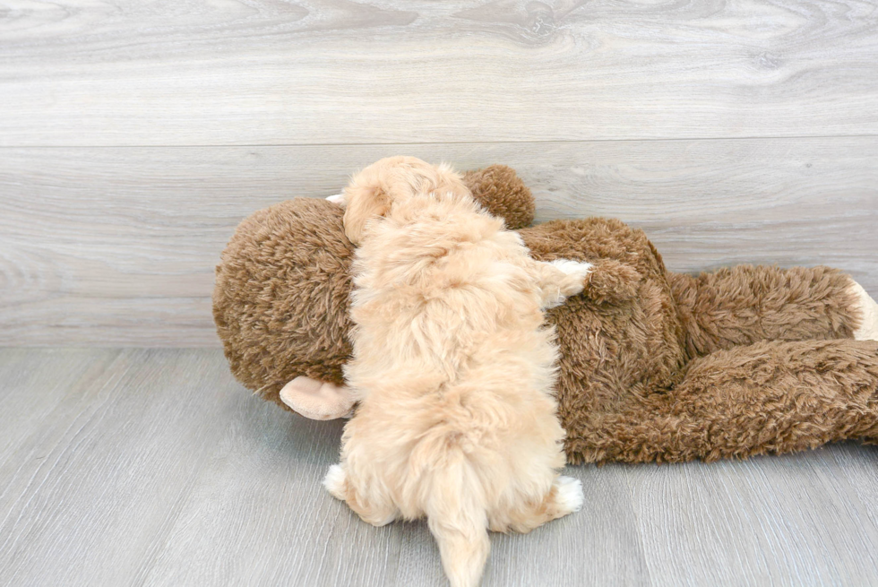 Cute Maltipoo Baby