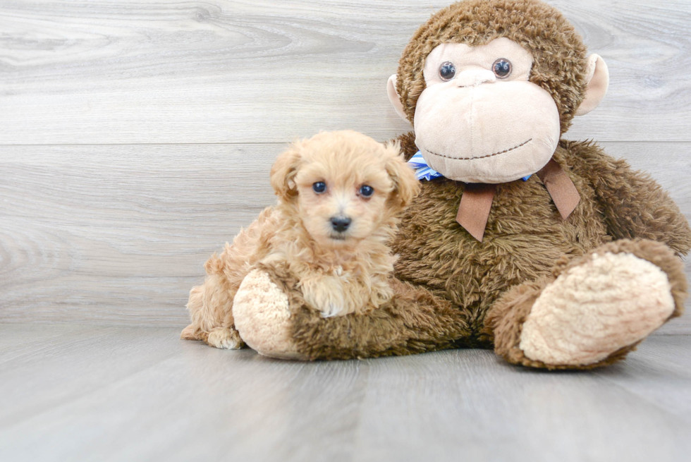 Maltipoo Pup Being Cute