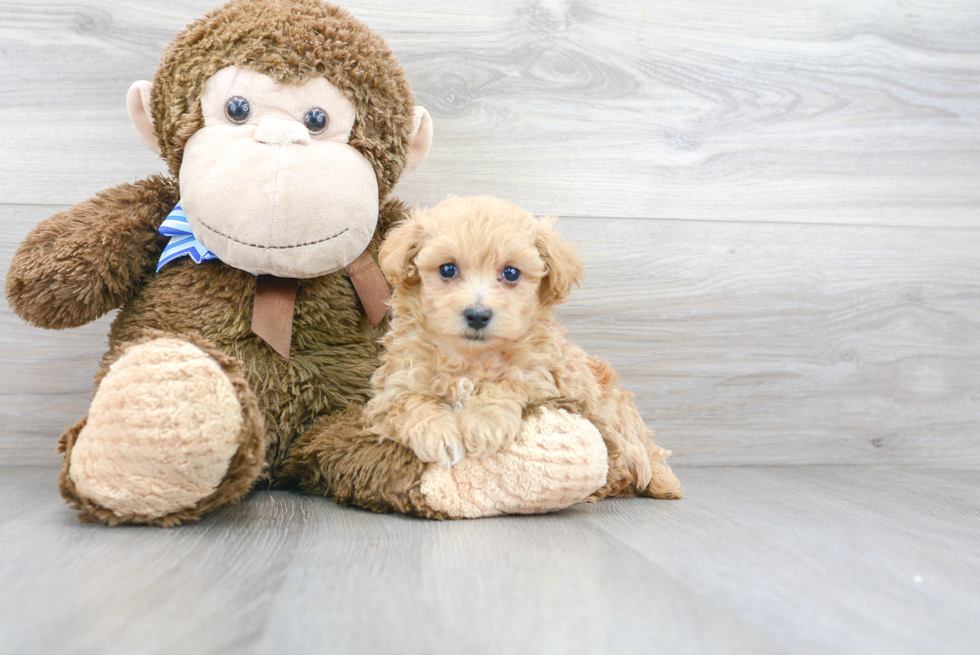 Energetic Maltepoo Poodle Mix Puppy