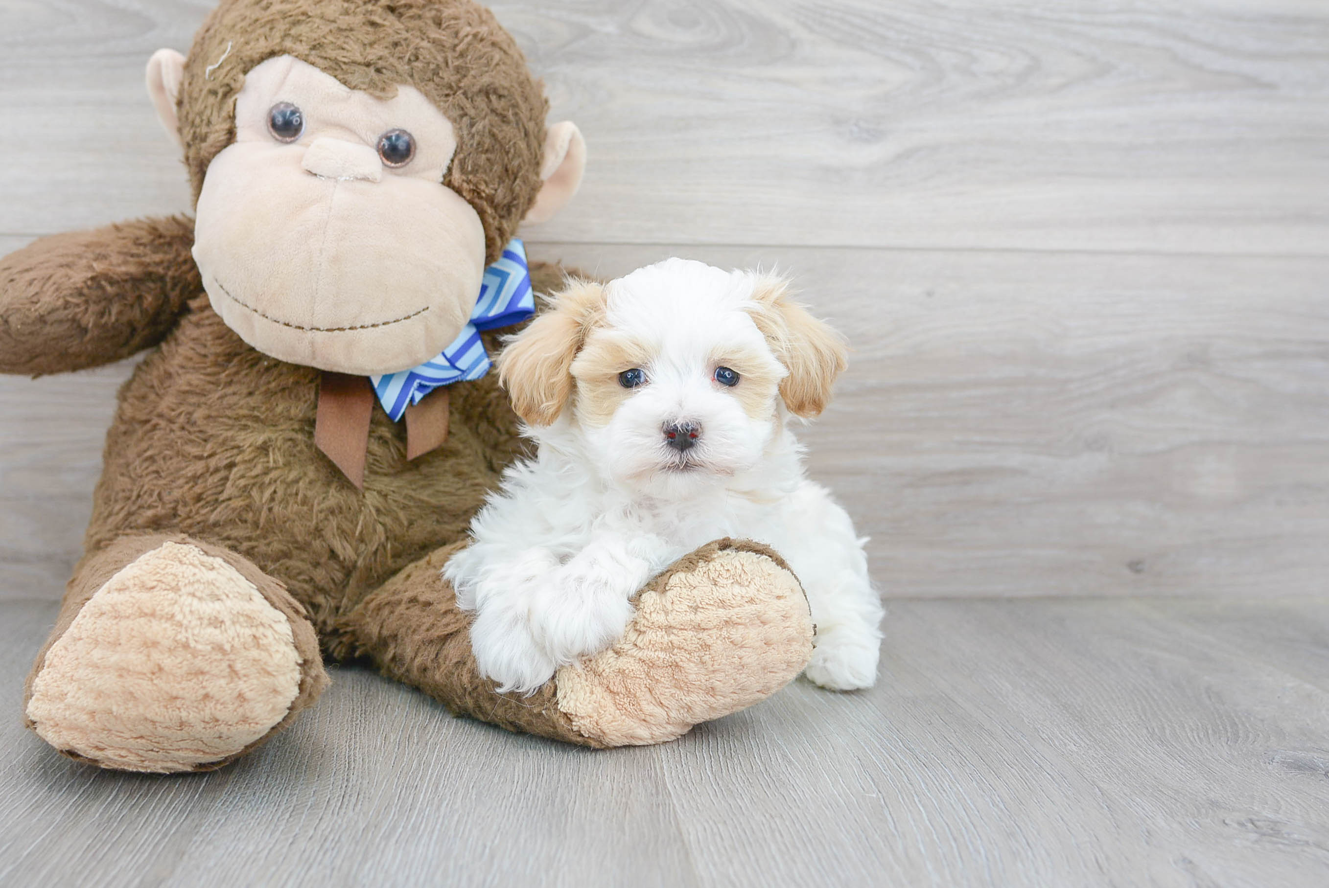 Maltipoo Puppy for Adoption