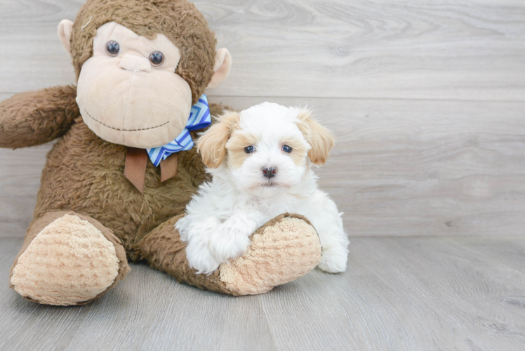 Maltipoo Puppy for Adoption