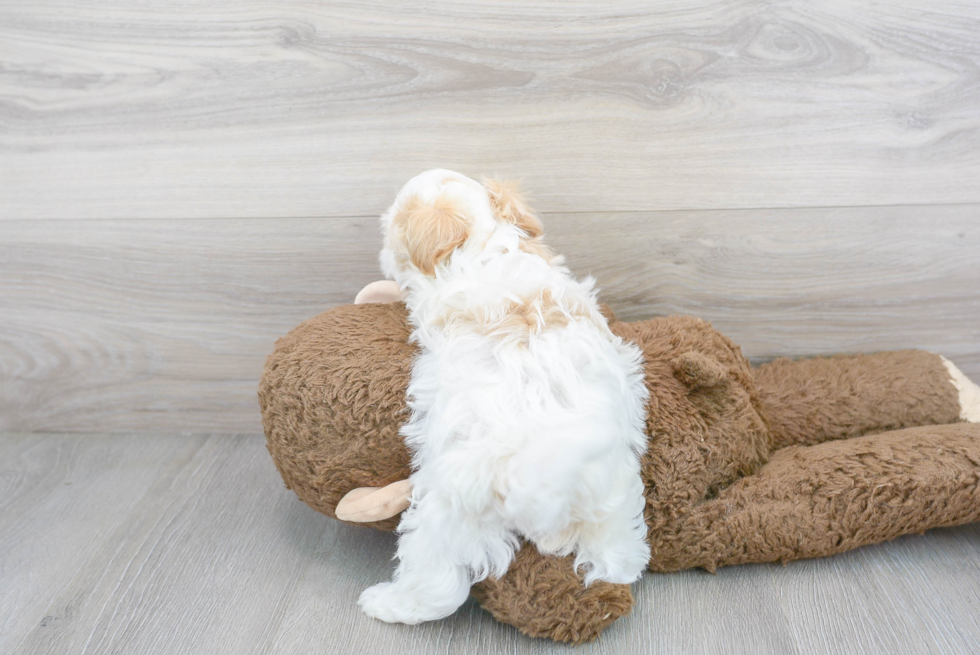 Happy Maltipoo Baby