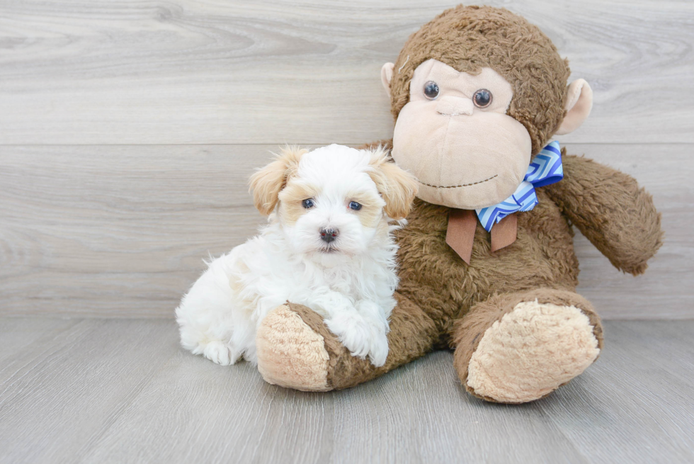 Funny Maltipoo Poodle Mix Pup