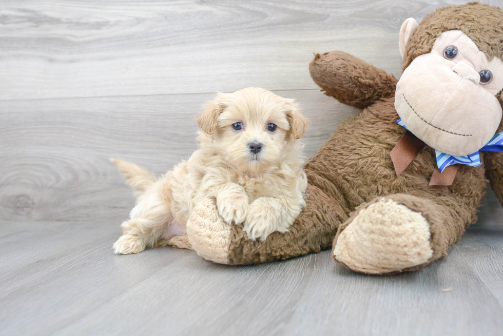 Maltipoo Pup Being Cute