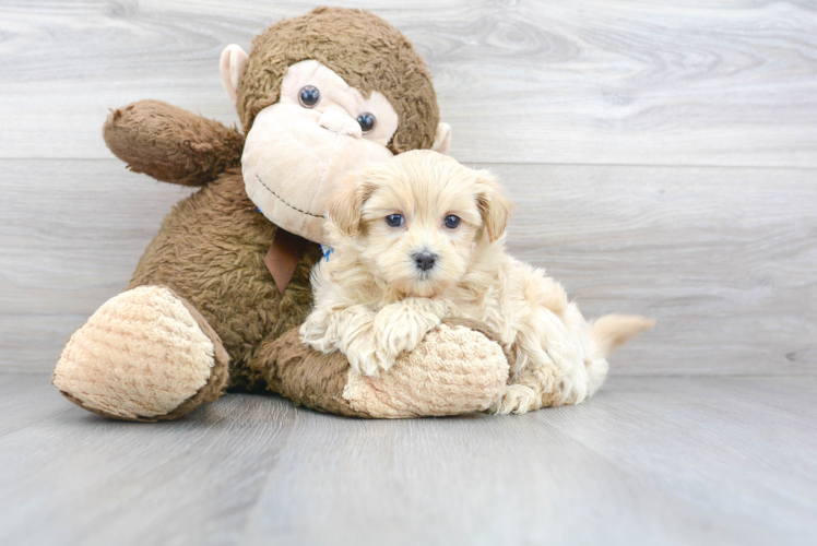 Hypoallergenic Maltese Poodle Poodle Mix Puppy