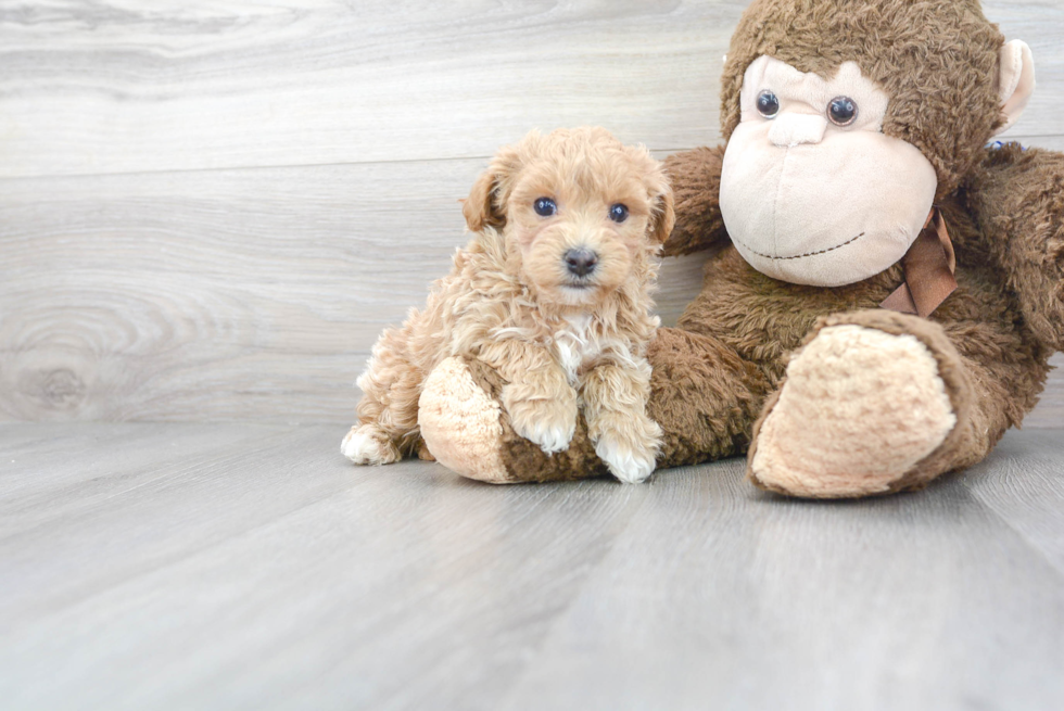 Petite Maltipoo Poodle Mix Pup