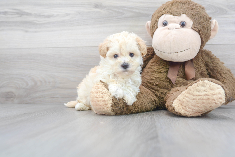 Little Maltese Poodle Poodle Mix Puppy