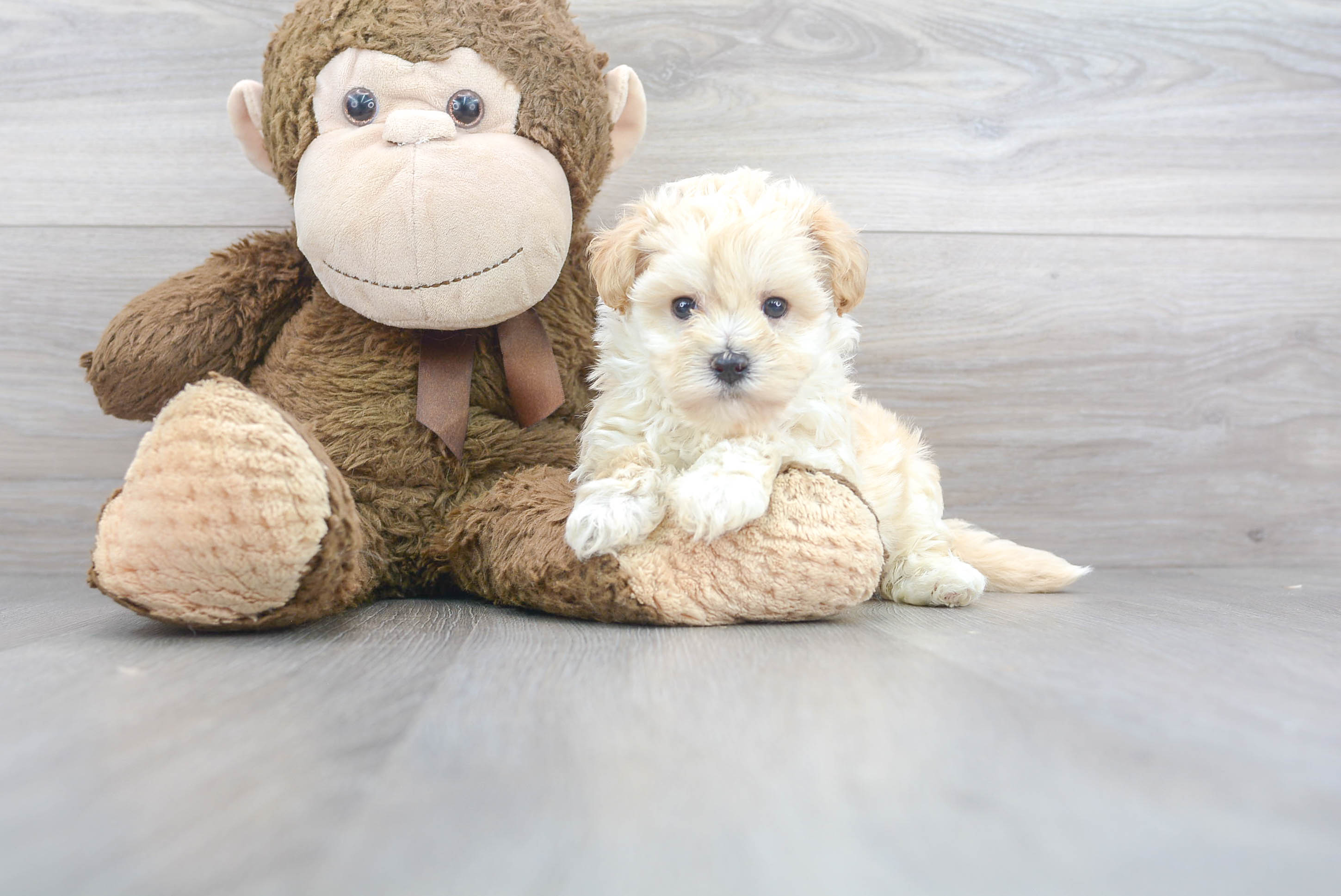 Best Maltipoo Baby
