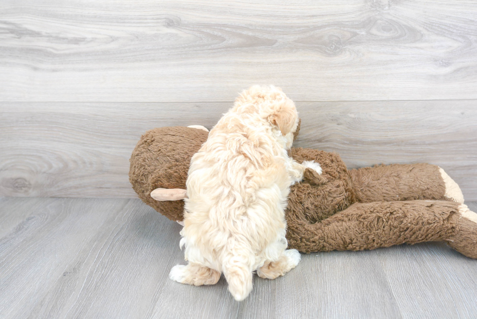 Maltipoo Pup Being Cute