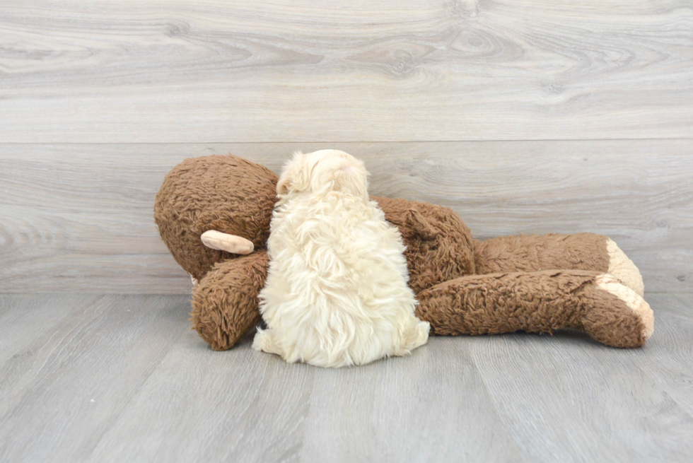 Best Maltipoo Baby