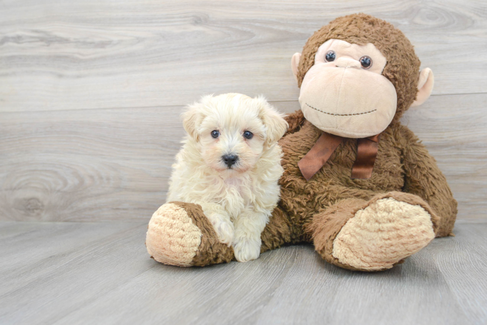 Best Maltipoo Baby