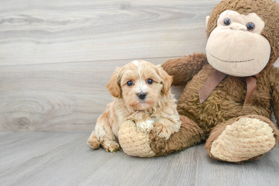 Happy Maltipoo Baby