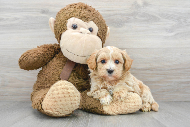 Best Maltipoo Baby