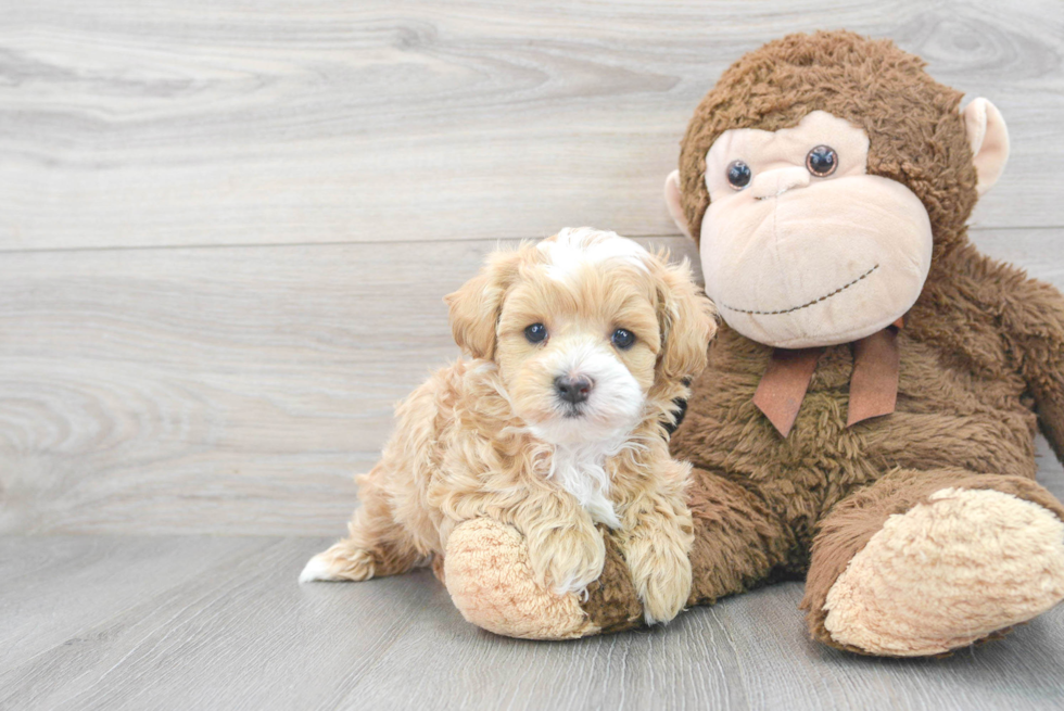 Sweet Maltipoo Baby