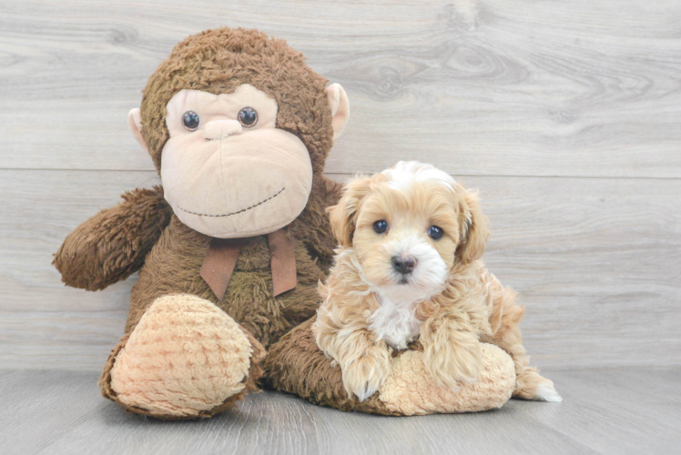 Energetic Maltepoo Poodle Mix Puppy