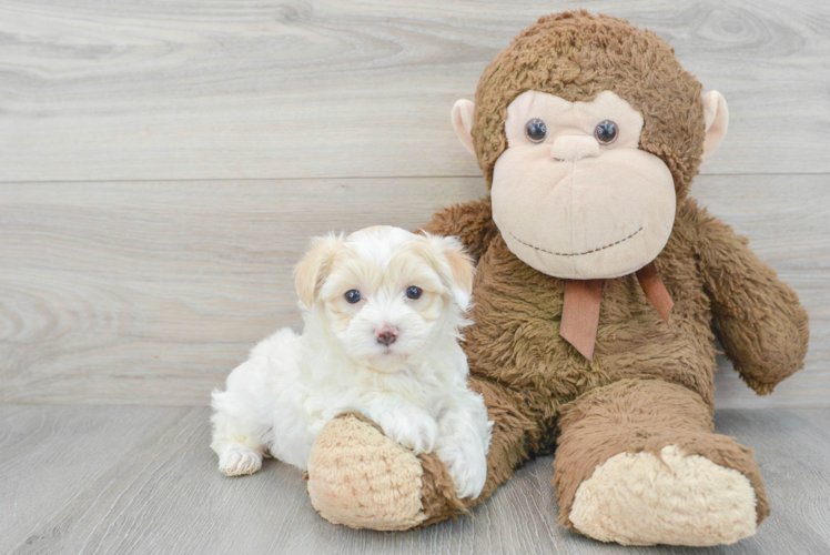 Adorable Maltepoo Poodle Mix Puppy