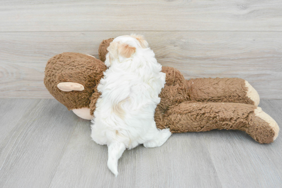 Fluffy Maltipoo Poodle Mix Pup