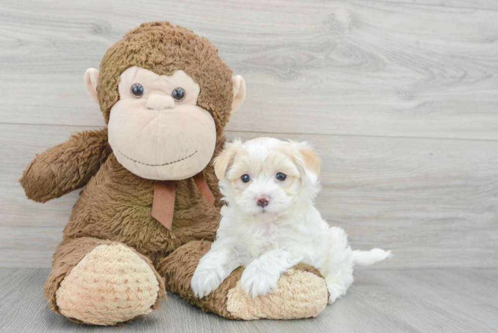 Maltipoo Puppy for Adoption