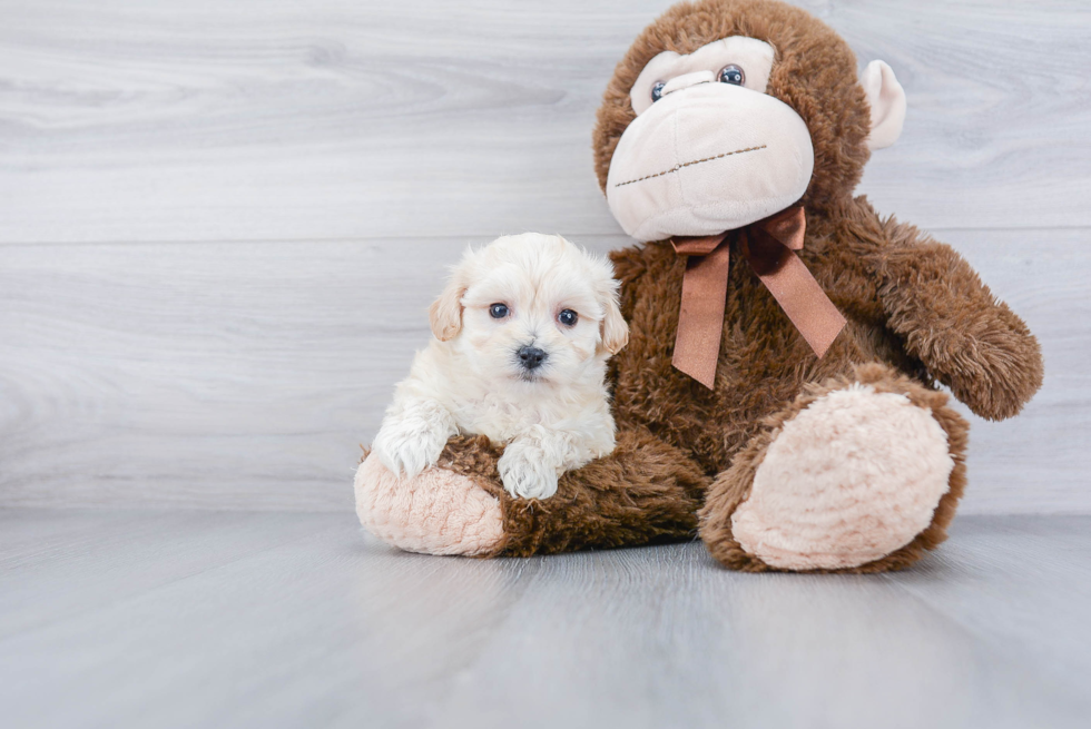 Maltipoo Pup Being Cute