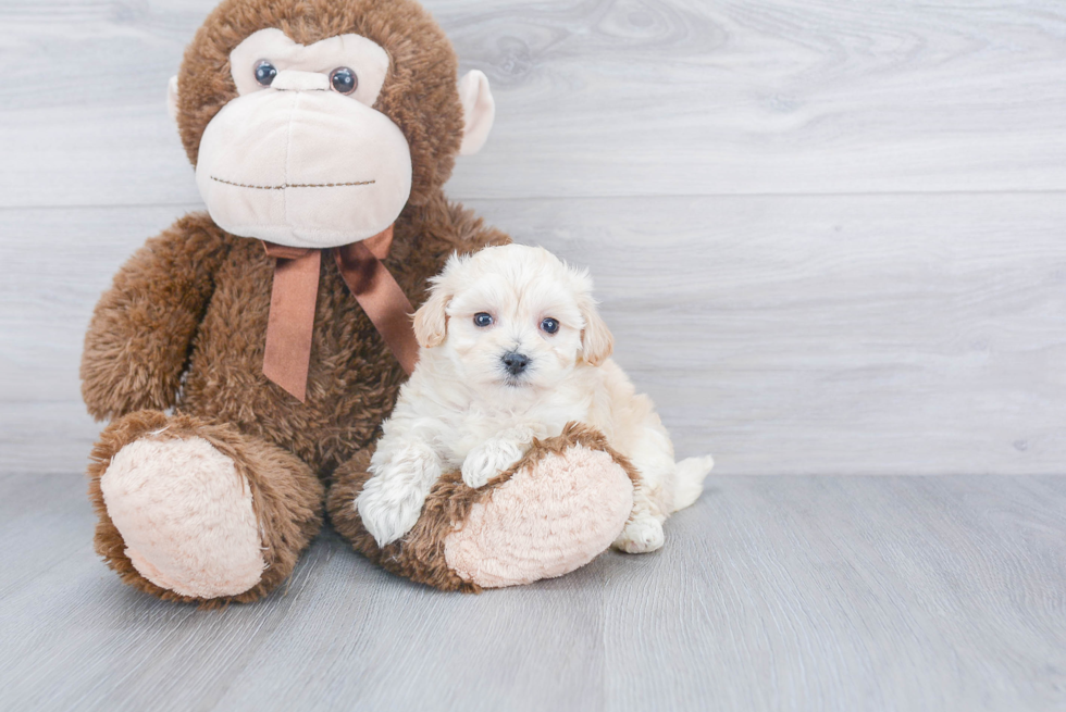 Maltipoo Pup Being Cute