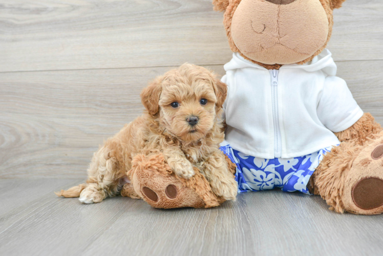 Adorable Maltepoo Poodle Mix Puppy