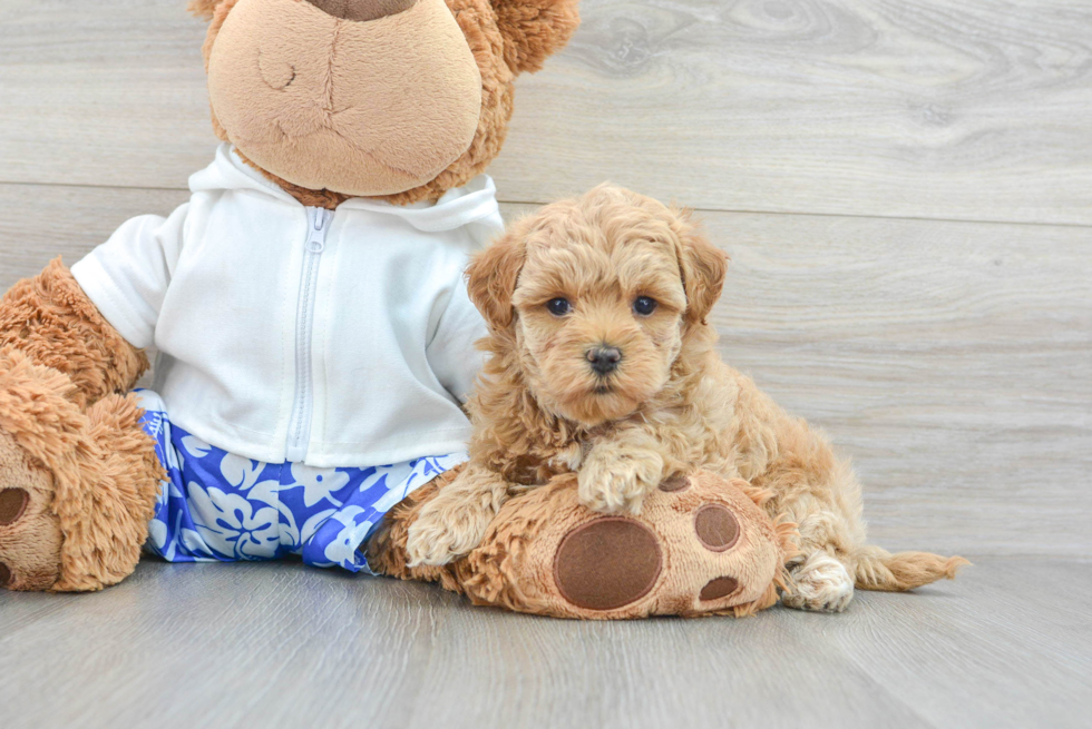 Happy Maltipoo Baby