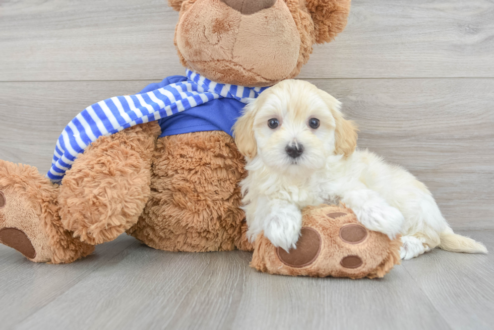 Sweet Maltipoo Baby