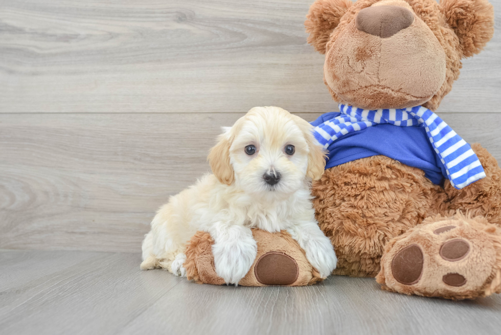 Happy Maltipoo Baby