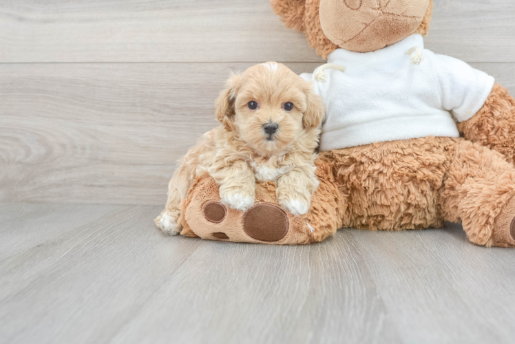 Popular Maltipoo Poodle Mix Pup