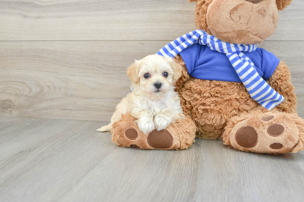 6 week old Maltipoo Puppy For Sale - Premier Pups