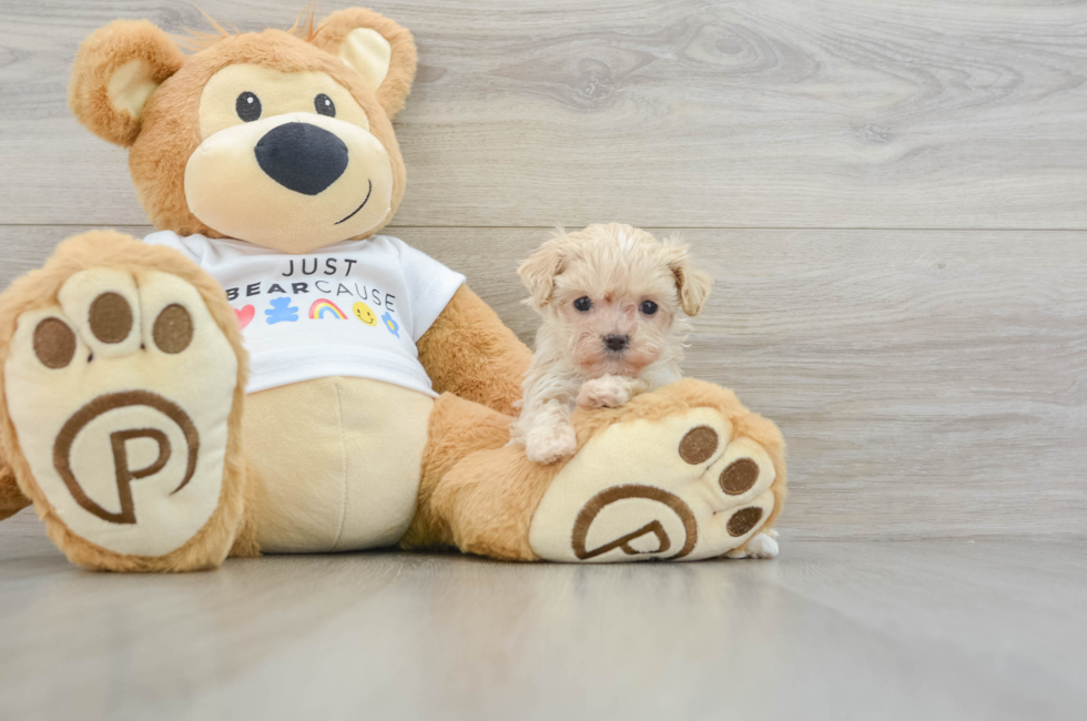 6 week old Maltipoo Puppy For Sale - Premier Pups