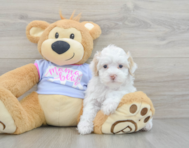 8 week old Maltipoo Puppy For Sale - Premier Pups