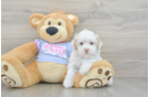 Best Maltipoo Baby