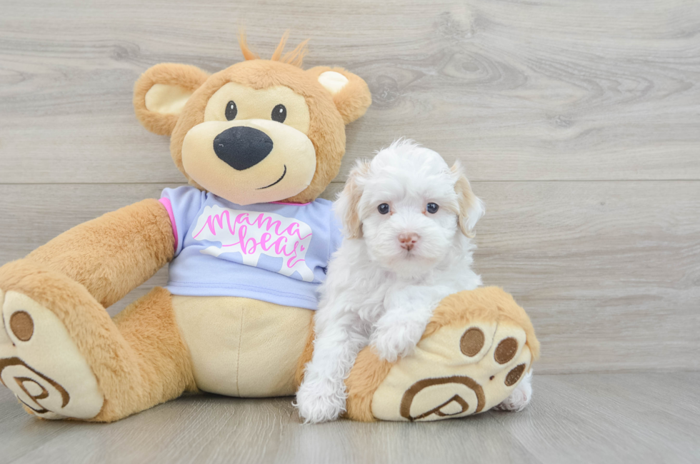 7 week old Maltipoo Puppy For Sale - Premier Pups