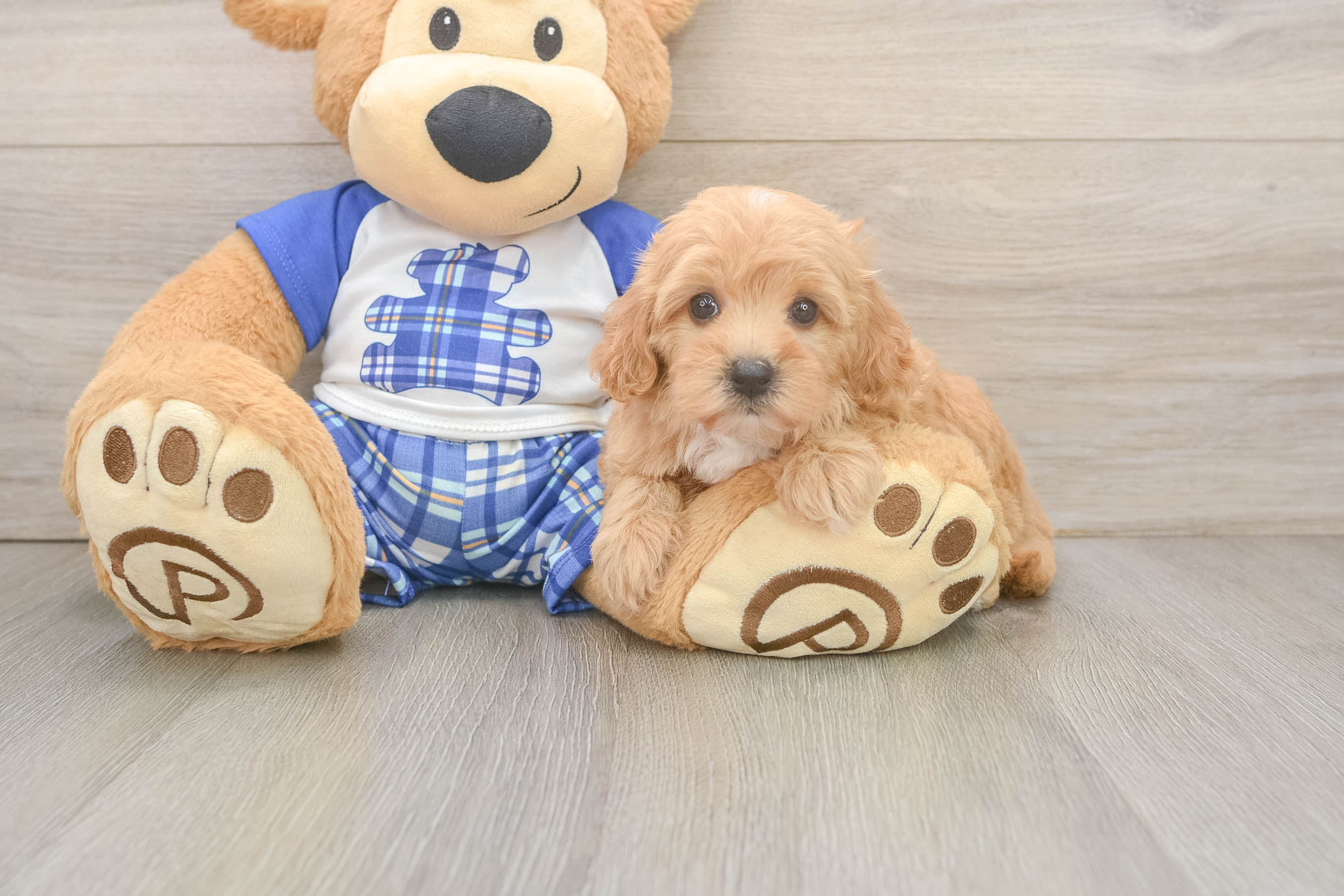 Happy Maltipoo Baby