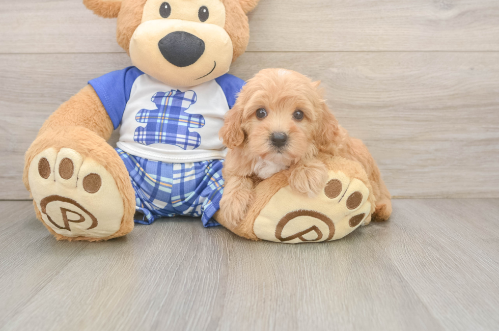 6 week old Maltipoo Puppy For Sale - Premier Pups