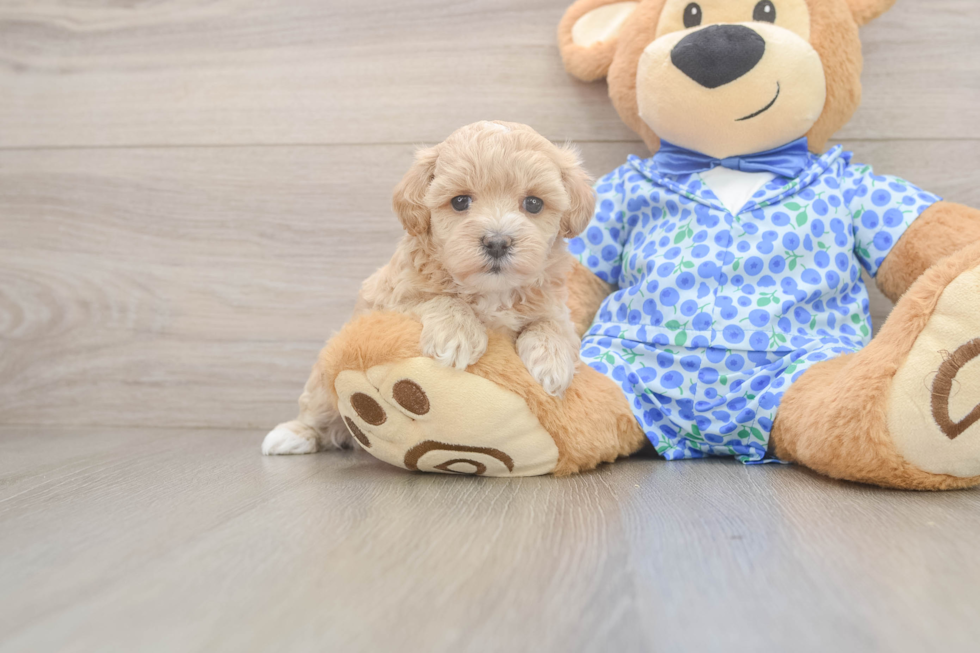 Fluffy Maltipoo Poodle Mix Pup