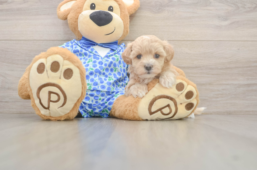 5 week old Maltipoo Puppy For Sale - Premier Pups