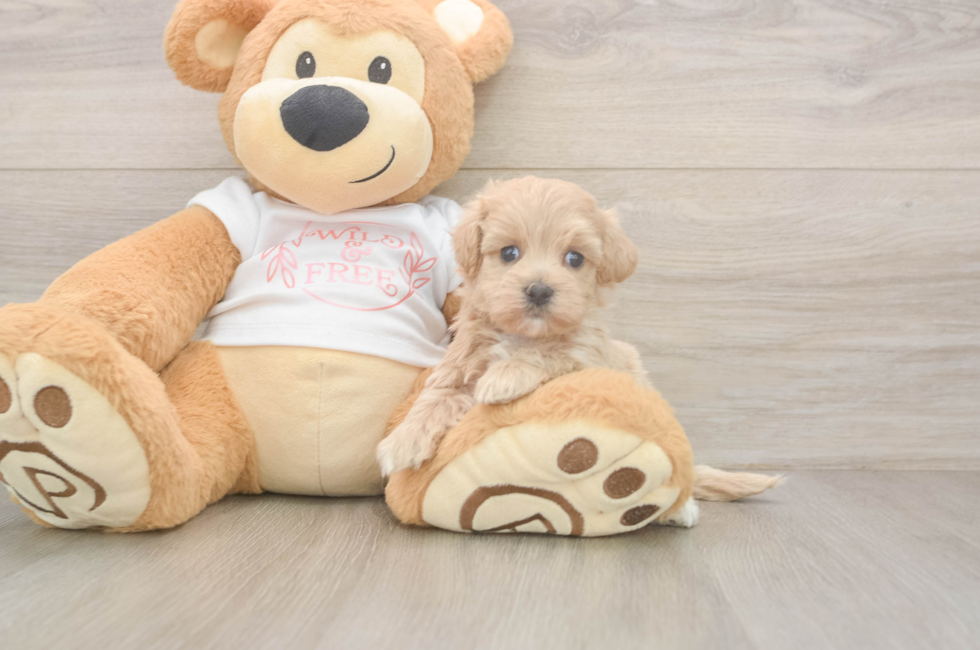 5 week old Maltipoo Puppy For Sale - Premier Pups