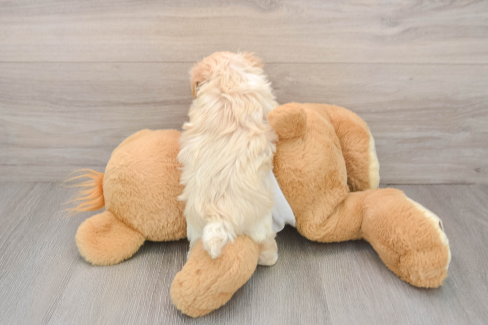 Smart Maltipoo Poodle Mix Pup