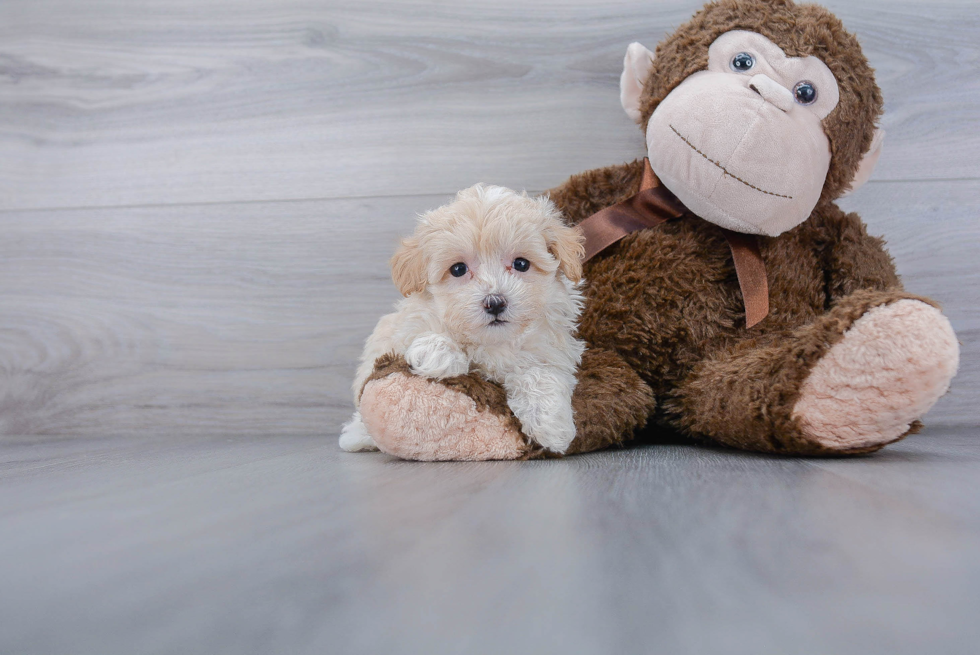 Popular Maltipoo Poodle Mix Pup