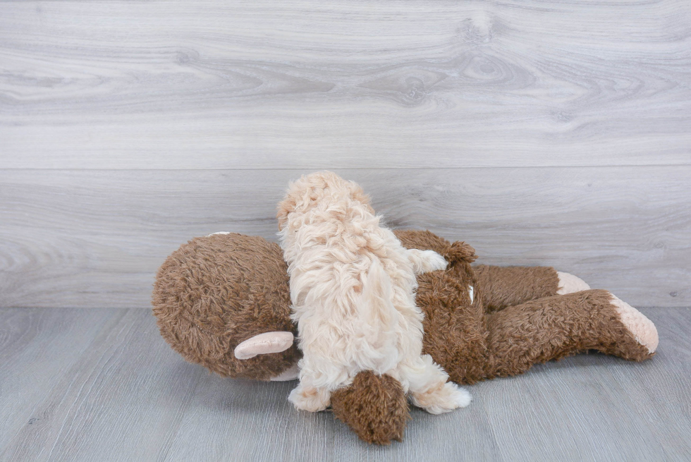 Adorable Maltepoo Poodle Mix Puppy