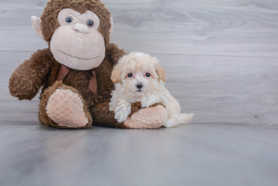 Maltipoo Puppy for Adoption